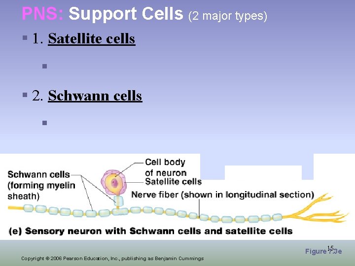 PNS: Support Cells (2 major types) § 1. Satellite cells § § 2. Schwann
