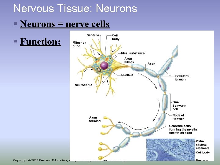 Nervous Tissue: Neurons § Neurons = nerve cells § Function: 17 Copyright © 2006