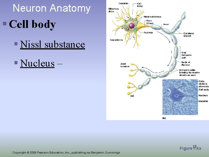 Neuron Anatomy § Cell body § Nissl substance § Nucleus – Figure 18 7.