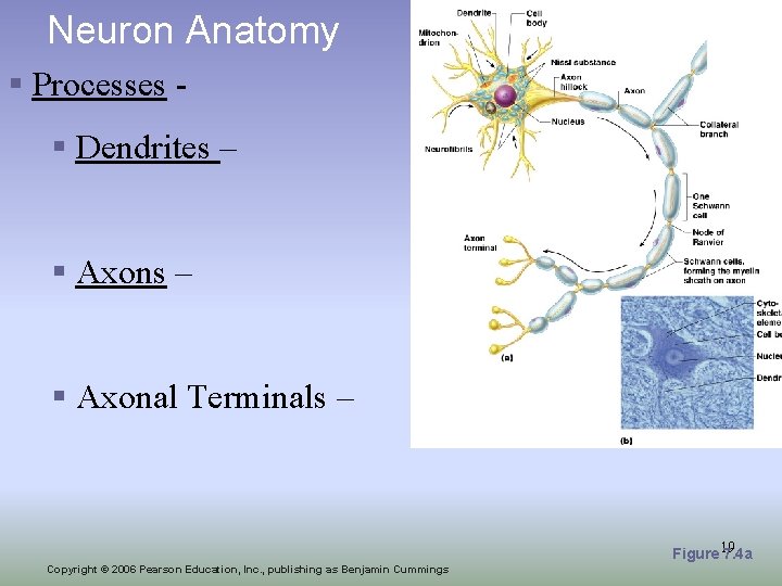 Neuron Anatomy § Processes § Dendrites – § Axonal Terminals – Figure 19 7.
