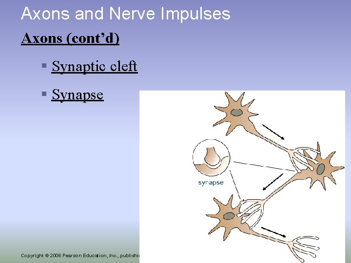 Axons and Nerve Impulses Axons (cont’d) § Synaptic cleft § Synapse 20 Copyright ©