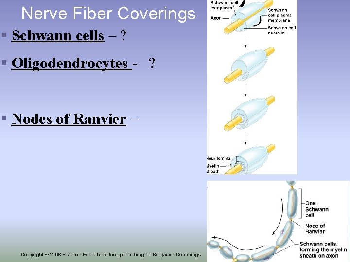 Nerve Fiber Coverings § Schwann cells – ? § Oligodendrocytes - ? § Nodes