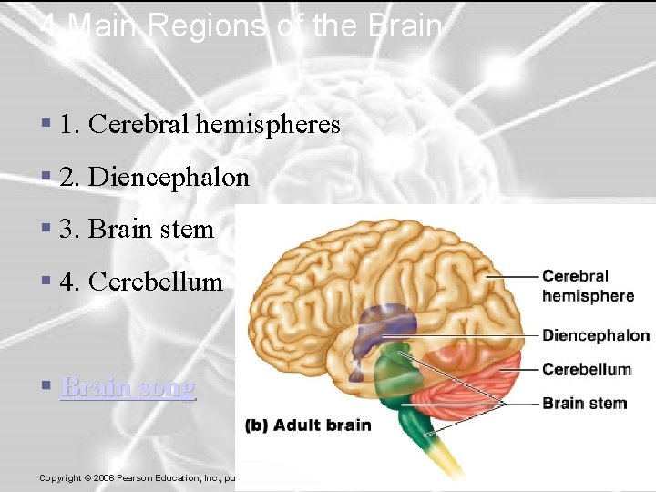 4 Main Regions of the Brain § 1. Cerebral hemispheres § 2. Diencephalon §