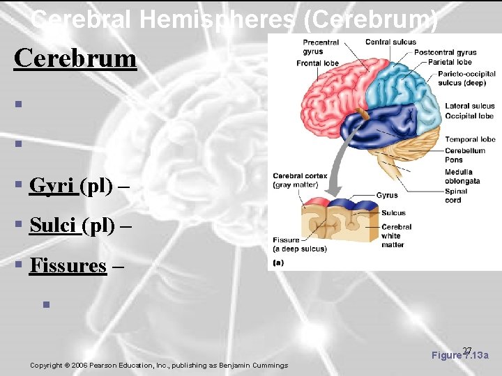 Cerebral Hemispheres (Cerebrum) Cerebrum § § § Gyri (pl) – § Sulci (pl) –