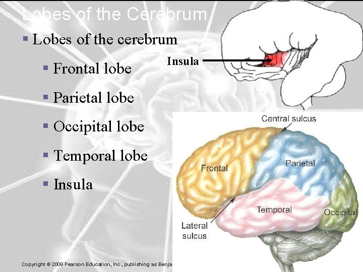 Lobes of the Cerebrum § Lobes of the cerebrum § Frontal lobe Insula §