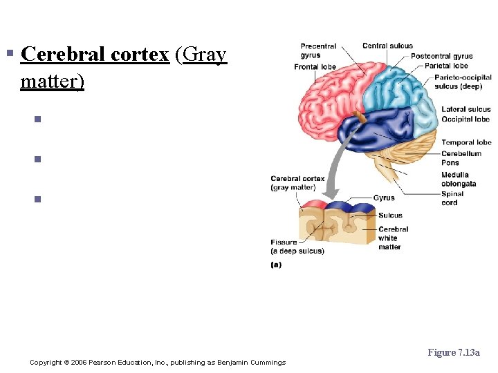 Layers of the Cerebrum 3 slides § Cerebral cortex (Gray matter) § § §