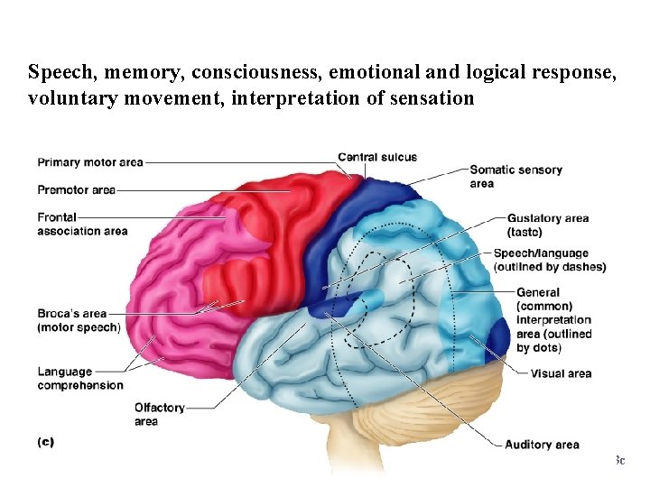 Specialized Areas of the Cerebrum Speech, memory, consciousness, emotional and logical response, voluntary movement,