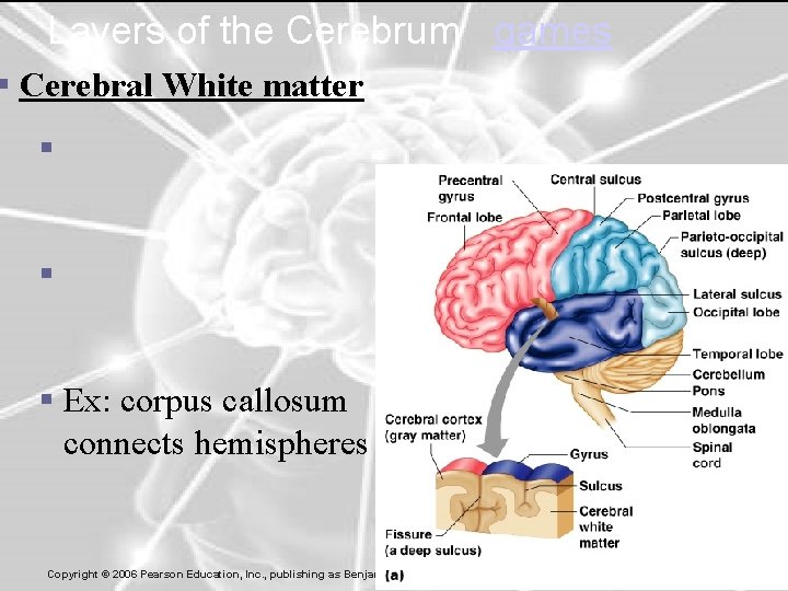 Layers of the Cerebrum games § Cerebral White matter § § § Ex: corpus