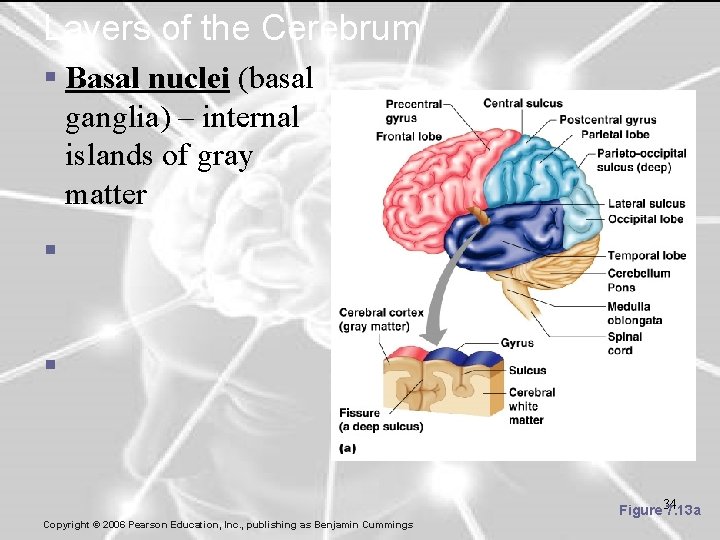 Layers of the Cerebrum § Basal nuclei (basal ganglia) – internal islands of gray