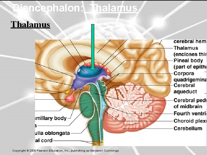 Diencephalon: Thalamus 36 Copyright © 2006 Pearson Education, Inc. , publishing as Benjamin Cummings