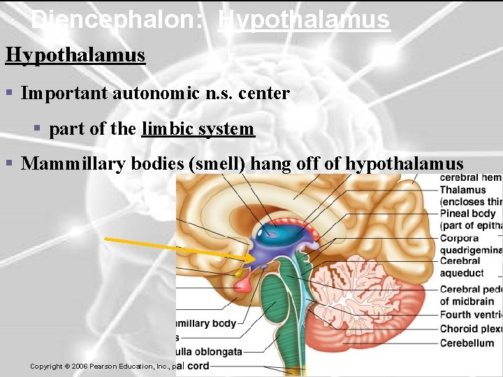 Diencephalon: Hypothalamus § Important autonomic n. s. center § part of the limbic system