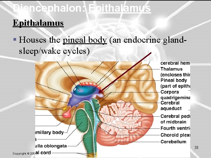 Diencephalon: Epithalamus § Houses the pineal body (an endocrine glandsleep/wake cycles) 38 Copyright ©