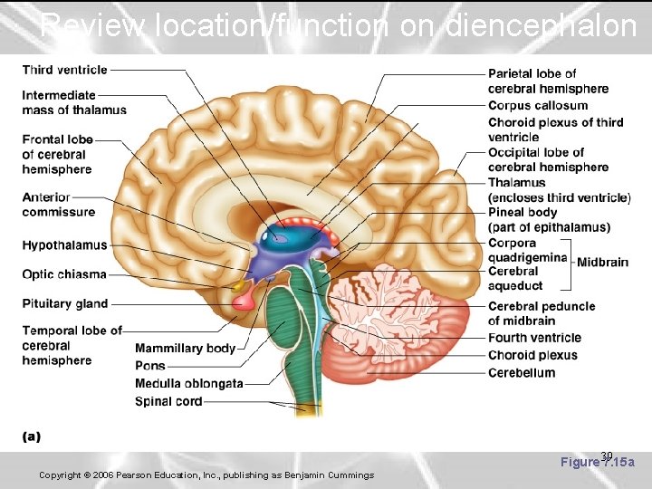 Review location/function on diencephalon Figure 39 7. 15 a Copyright © 2006 Pearson Education,