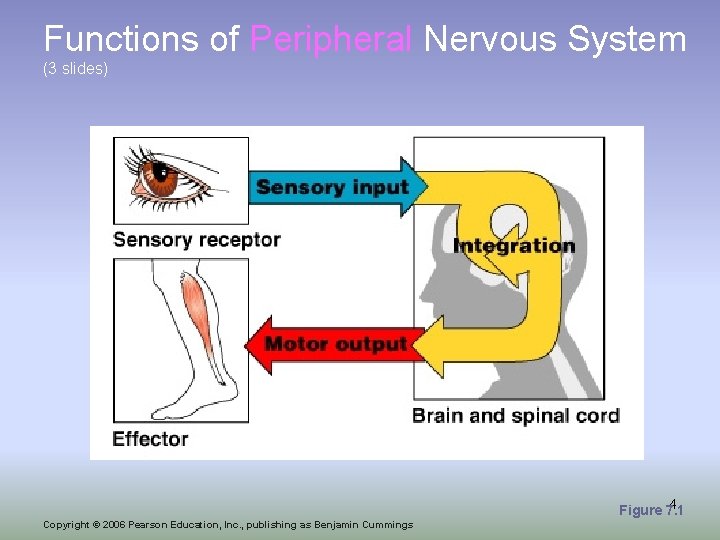 Functions of Peripheral Nervous System (3 slides) 4 Figure 7. 1 Copyright © 2006