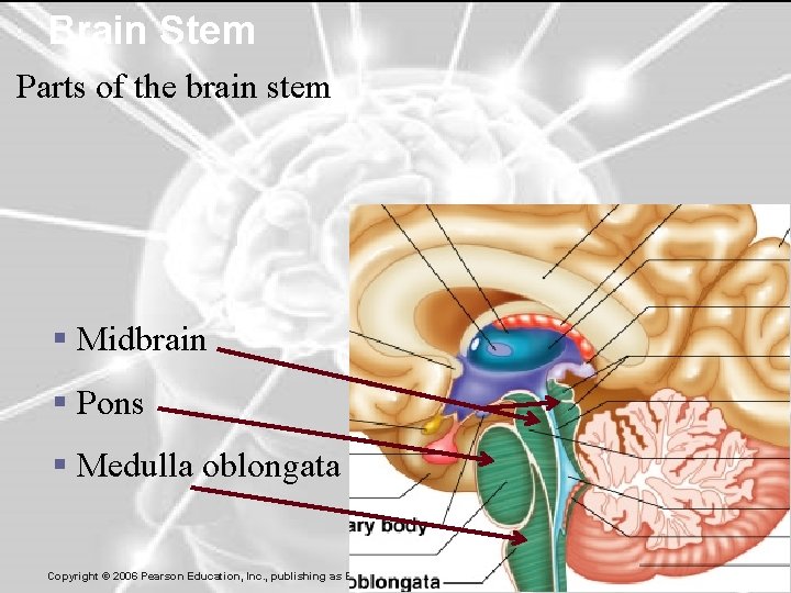 Brain Stem Parts of the brain stem § Midbrain § Pons § Medulla oblongata