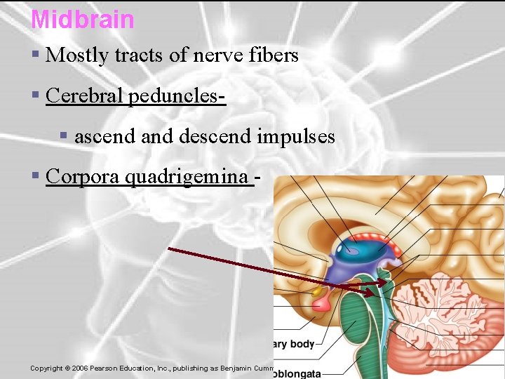 Midbrain § Mostly tracts of nerve fibers § Cerebral peduncles§ ascend and descend impulses