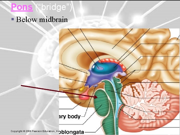 Pons (“bridge”) § Below midbrain 42 Copyright © 2006 Pearson Education, Inc. , publishing