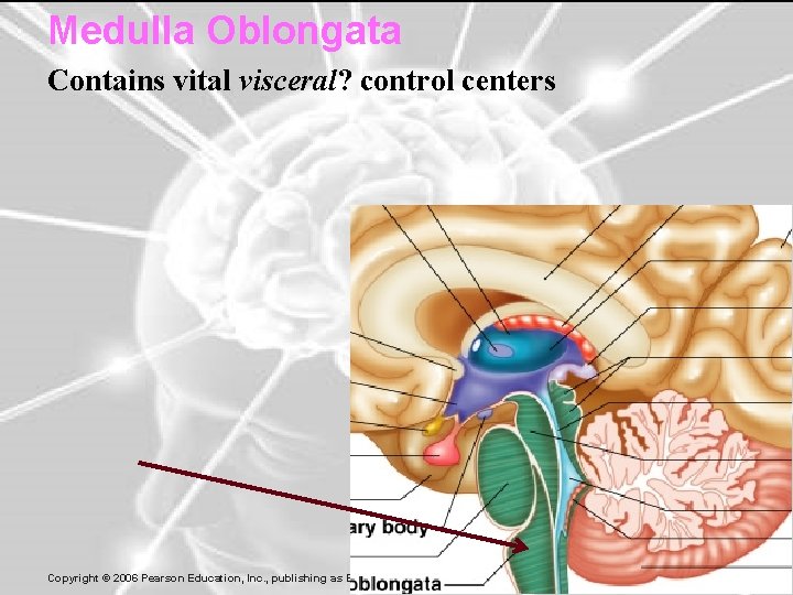 Medulla Oblongata Contains vital visceral? control centers 43 Copyright © 2006 Pearson Education, Inc.