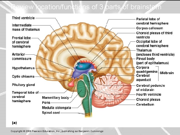 Review location/functions of 3 parts of brainstem 44 Copyright © 2006 Pearson Education, Inc.