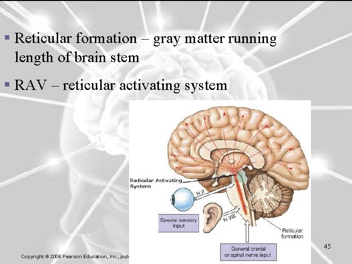 § Reticular formation – gray matter running length of brain stem § RAV –