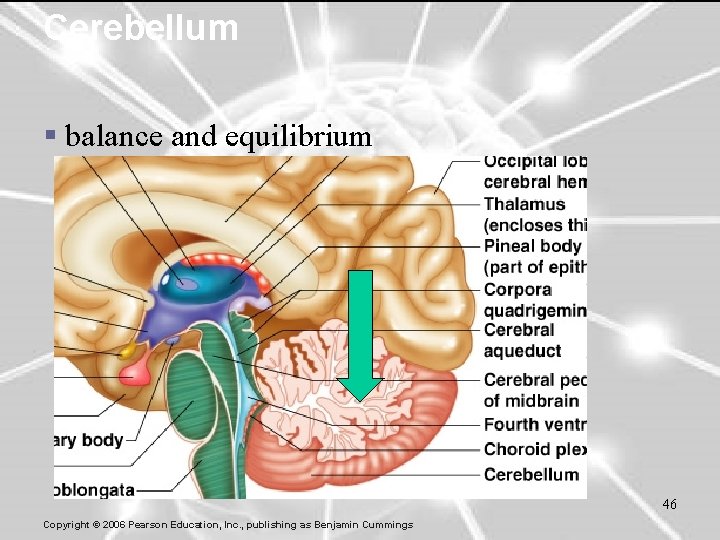 Cerebellum § balance and equilibrium 46 Copyright © 2006 Pearson Education, Inc. , publishing