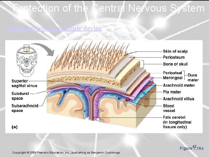 Protection of the Central Nervous System Brain review: mnemonic device Figure 47 7. 16