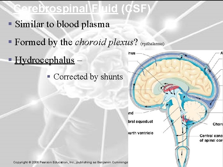 Cerebrospinal Fluid (CSF) § Similar to blood plasma § Formed by the choroid plexus?
