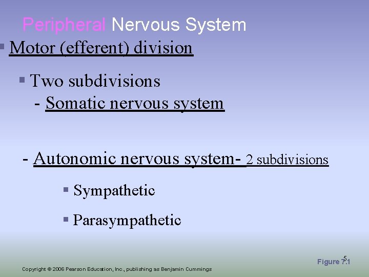 Peripheral Nervous System § Motor (efferent) division § Two subdivisions - Somatic nervous system
