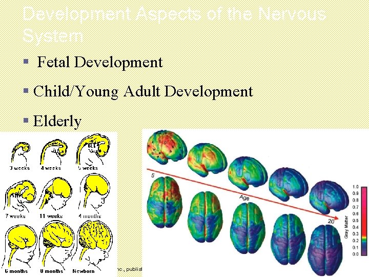 Development Aspects of the Nervous System § Fetal Development § Child/Young Adult Development §