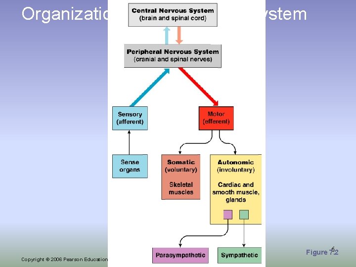 Organization of the Nervous System 6 Figure 7. 2 Copyright © 2006 Pearson Education,