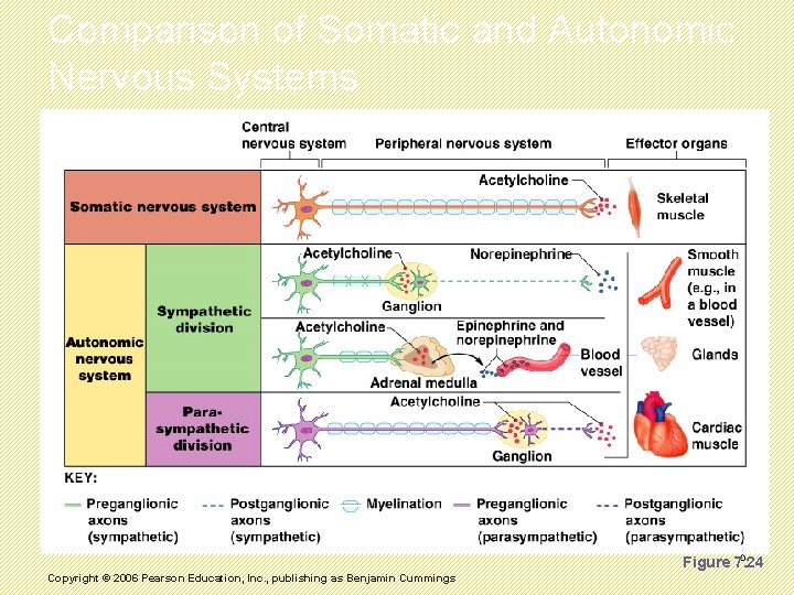 Comparison of Somatic and Autonomic Nervous Systems 8 Figure 7. 24 Copyright © 2006