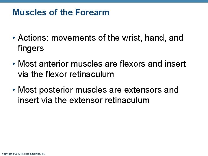 Muscles of the Forearm • Actions: movements of the wrist, hand, and fingers •