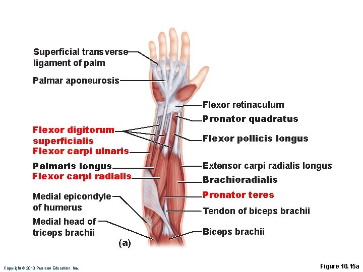 Superficial transverse ligament of palm Palmar aponeurosis Flexor retinaculum Flexor digitorum superficialis Flexor carpi