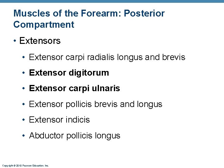 Muscles of the Forearm: Posterior Compartment • Extensors • Extensor carpi radialis longus and