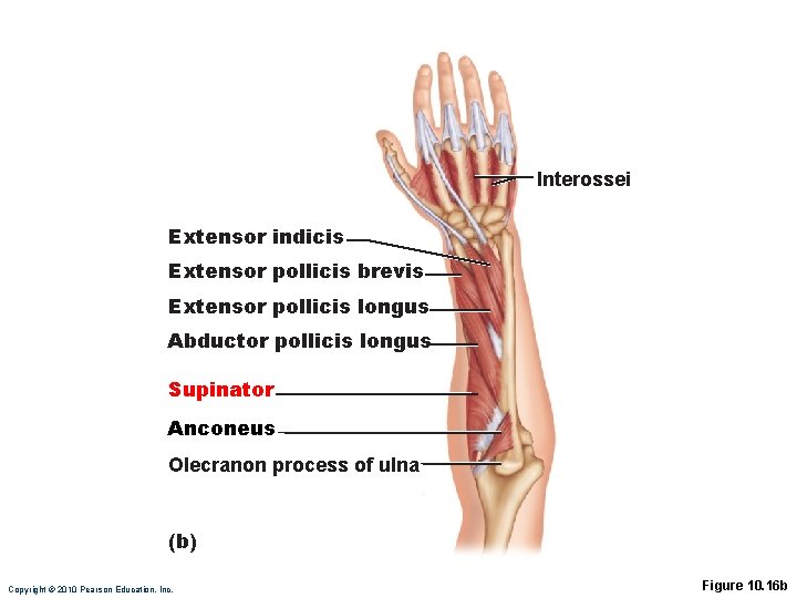 Interossei Extensor indicis Extensor pollicis brevis Extensor pollicis longus Abductor pollicis longus Supinator Anconeus