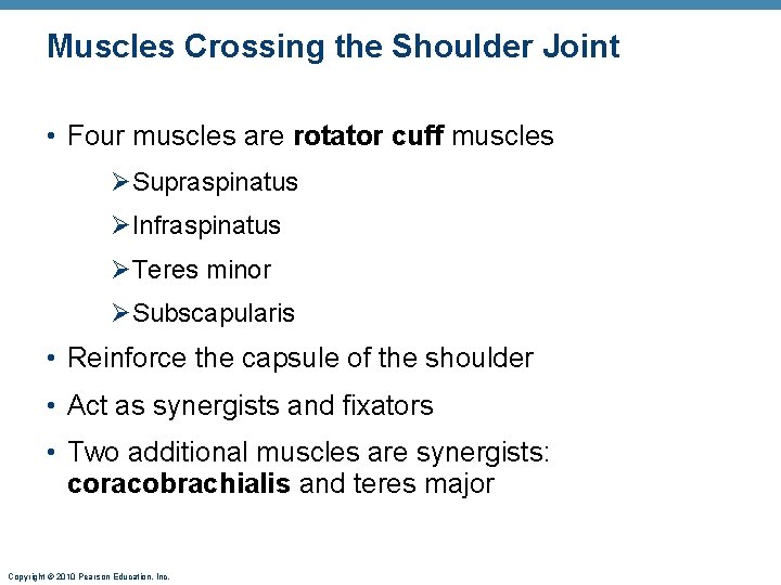 Muscles Crossing the Shoulder Joint • Four muscles are rotator cuff muscles ØSupraspinatus ØInfraspinatus