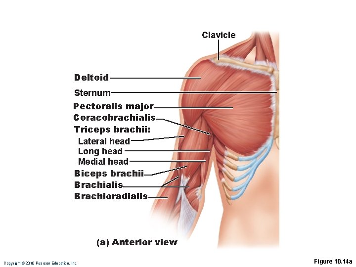 Clavicle Deltoid Sternum Pectoralis major Coracobrachialis Triceps brachii: Lateral head Long head Medial head