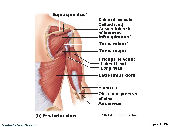 Supraspinatus* Spine of scapula Deltoid (cut) Greater tubercle of humerus Infraspinatus* Teres minor* Teres