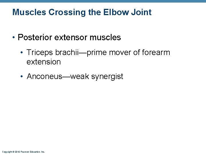 Muscles Crossing the Elbow Joint • Posterior extensor muscles • Triceps brachii—prime mover of