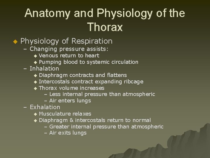 Anatomy and Physiology of the Thorax u Physiology of Respiration – Changing pressure assists: