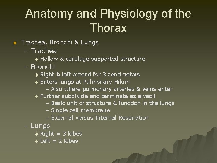 Anatomy and Physiology of the Thorax u Trachea, Bronchi & Lungs – Trachea u