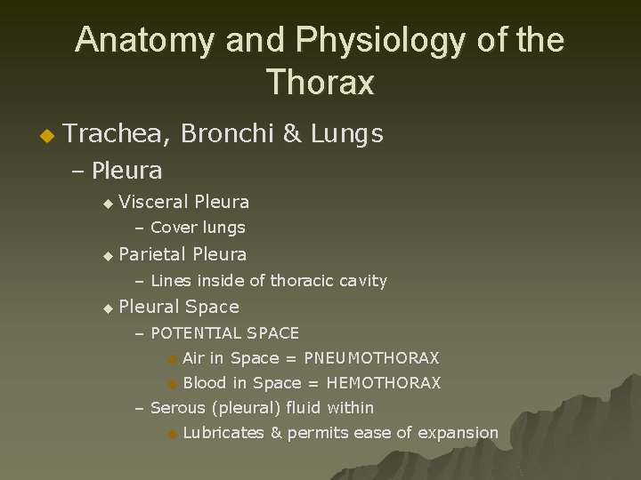 Anatomy and Physiology of the Thorax u Trachea, Bronchi & Lungs – Pleura u