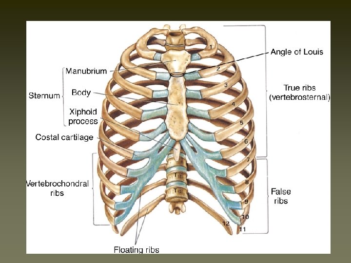 Introduction to Thoracic Injury u u Vital Structures