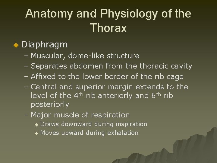 Anatomy and Physiology of the Thorax u Diaphragm – Muscular, dome-like structure – Separates