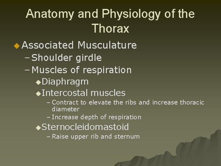 Anatomy and Physiology of the Thorax u Associated Musculature – Shoulder girdle – Muscles