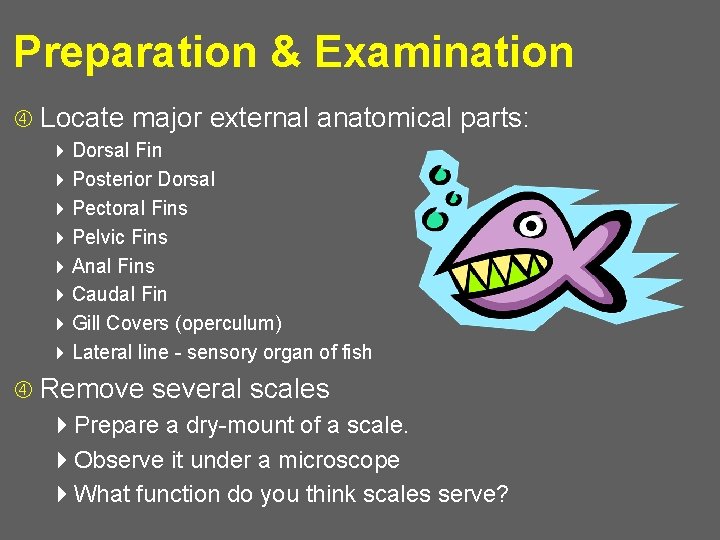 Preparation & Examination Locate major external anatomical parts: 4 Dorsal Fin 4 Posterior Dorsal