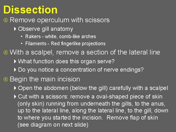 Dissection Remove operculum with scissors 4 Observe gill anatomy • Rakers - white, comb-like