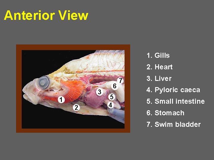 Anterior View 1. Gills 2. Heart 3. Liver 4. Pyloric caeca 5. Small intestine