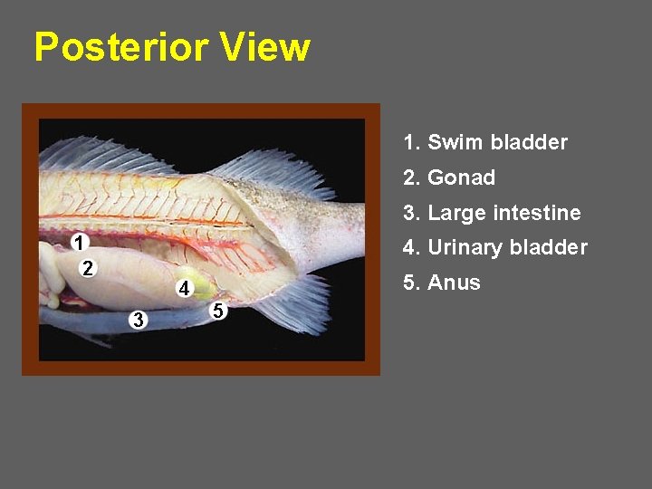 Posterior View 1. Swim bladder 2. Gonad 3. Large intestine 4. Urinary bladder 5.