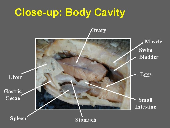 Close-up: Body Cavity Ovary Muscle Swim Bladder Eggs Liver Gastric Cecae Spleen Small Intestine